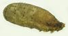 Syrphus sp.